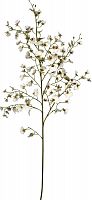 декор oncidium orchid в Комсомольск-на-Амуре