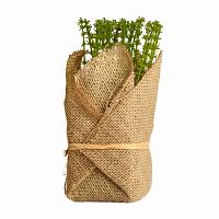 растение декоративное potted herb polini в Комсомольск-на-Амуре