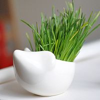набор для выращивания eco ёжик в Комсомольск-на-Амуре
