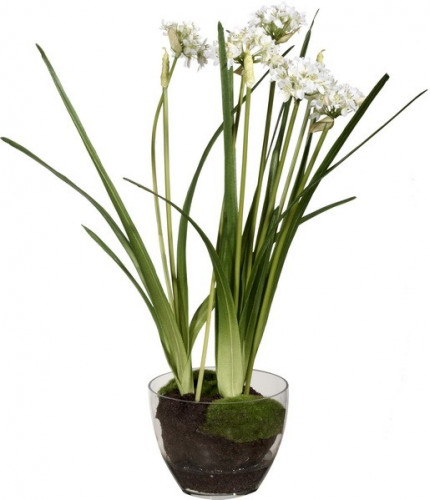 декор allium в Комсомольск-на-Амуре
