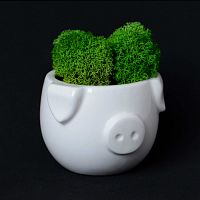 набор для выращивания eco мини-капшо «минипиг» в Комсомольск-на-Амуре