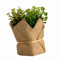 растение декоративное potted herb kolina в Комсомольск-на-Амуре