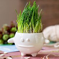 набор для выращивания eco кру в Комсомольск-на-Амуре