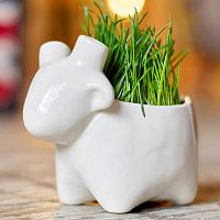 набор для выращивания eco овечка в Комсомольск-на-Амуре